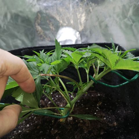 Purple Punch Auto  growlog photo: Going to turn the bloom switch on soon also need to feed 50/50 soon ( takes a bit to break down )