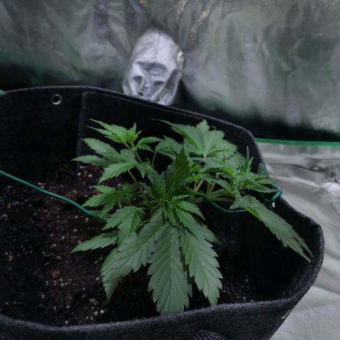 Purple Punch Auto  growlog photo: Going to turn the bloom switch on soon also need to feed 50/50 soon ( takes a bit to break down )