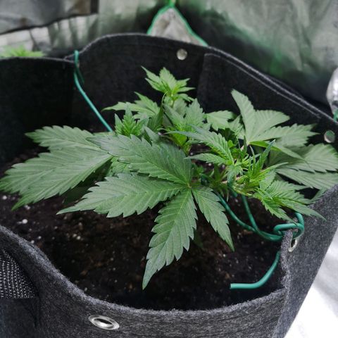 Purple Punch Auto  growlog photo: Going to turn the bloom switch on soon also need to feed 50/50 soon ( takes a bit to break down )
