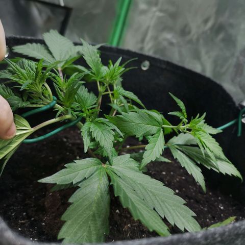 Purple Punch Auto  growlog photo: Going to turn the bloom switch on soon also need to feed 50/50 soon ( takes a bit to break down )