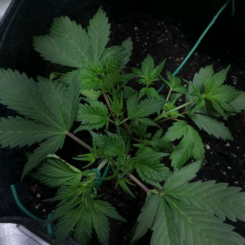 Purple Punch Auto  growlog photo: Going to turn the bloom switch on soon also need to feed 50/50 soon ( takes a bit to break down )