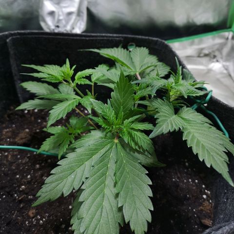Purple Punch Auto  growlog photo: Going to turn the bloom switch on soon also need to feed 50/50 soon ( takes a bit to break down )
