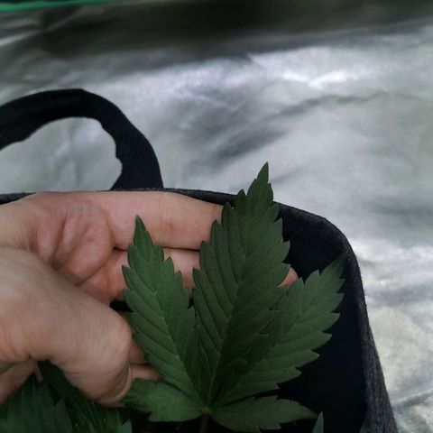 Purple Punch Auto  growlog photo: Going to turn the bloom switch on soon also need to feed 50/50 soon ( takes a bit to break down )