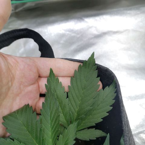 Purple Punch Auto  growlog photo: Going to turn the bloom switch on soon also need to feed 50/50 soon ( takes a bit to break down )