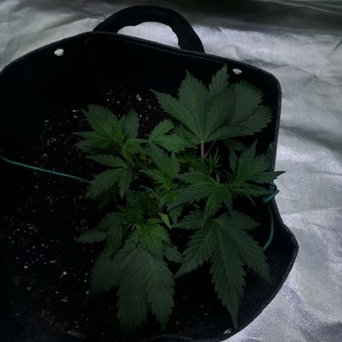 Purple Punch Auto  growlog photo: Going to turn the bloom switch on soon also need to feed 50/50 soon ( takes a bit to break down )