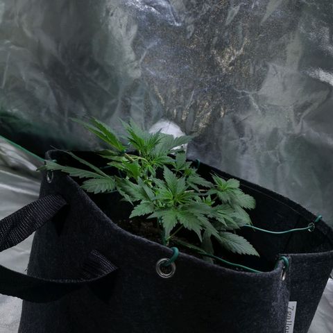 Purple Punch Auto  growlog timeline photo