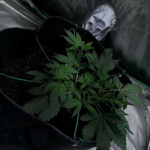 Purple Punch Auto  growlog timeline photo