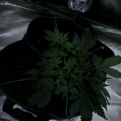 Purple Punch Auto  growlog timeline photo
