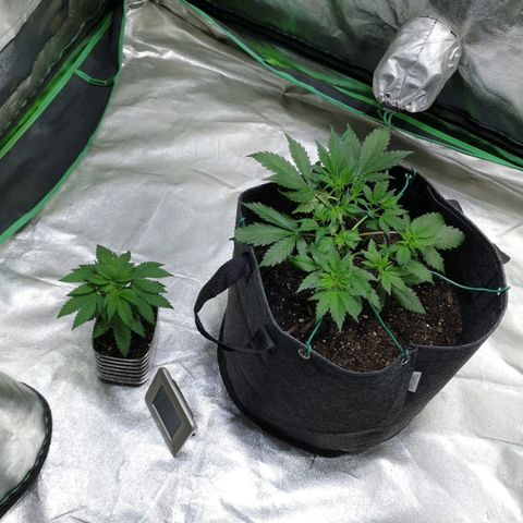 Purple Punch Auto  growlog timeline photo