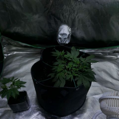 Purple Punch Auto  growlog timeline photo
