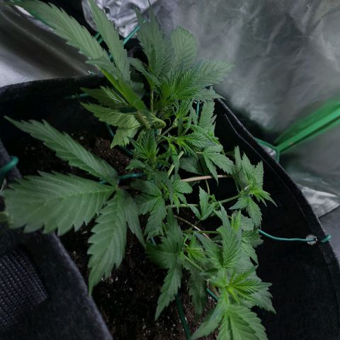 Purple Punch Auto  growlog timeline photo