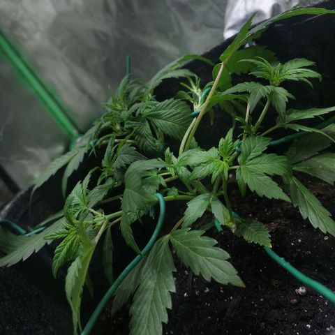 Purple Punch Auto  growlog timeline photo