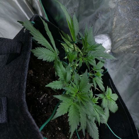 Purple Punch Auto  growlog timeline photo