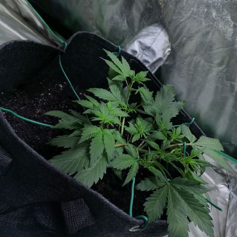 Purple Punch Auto  growlog timeline photo