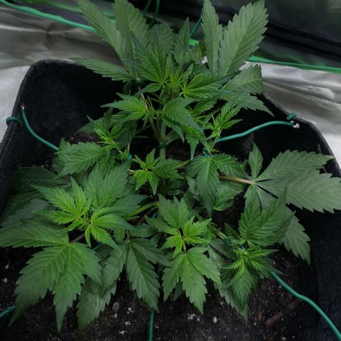 Purple Punch Auto  growlog photo: Added more Gaia today at a 70/30 veg/boom mix 5 scoops of 70/30 mixed.. waiting on worm castings may or may not use 