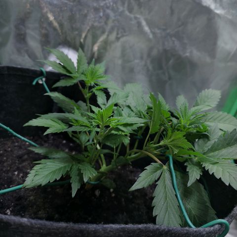 Purple Punch Auto  growlog photo: Added more Gaia today at a 70/30 veg/boom mix 5 scoops of 70/30 mixed.. waiting on worm castings may or may not use 