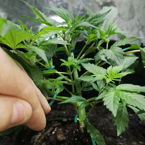 Purple Punch Auto  growlog photo: Added more Gaia today at a 70/30 veg/boom mix 5 scoops of 70/30 mixed.. waiting on worm castings may or may not use 