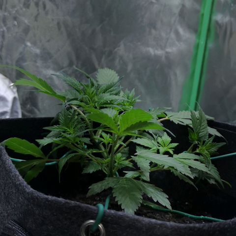 Purple Punch Auto  growlog photo: Added more Gaia today at a 70/30 veg/boom mix 5 scoops of 70/30 mixed.. waiting on worm castings may or may not use 
