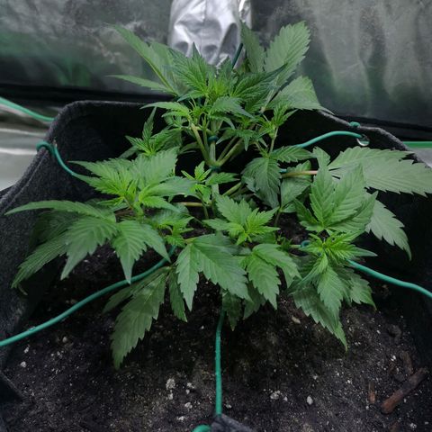 Purple Punch Auto  growlog photo: Added more Gaia today at a 70/30 veg/boom mix 5 scoops of 70/30 mixed.. waiting on worm castings may or may not use 