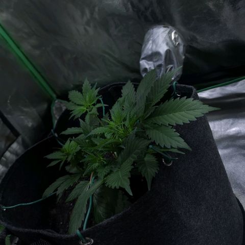 Purple Punch Auto  growlog photo: Added more Gaia today at a 70/30 veg/boom mix 5 scoops of 70/30 mixed.. waiting on worm castings may or may not use 