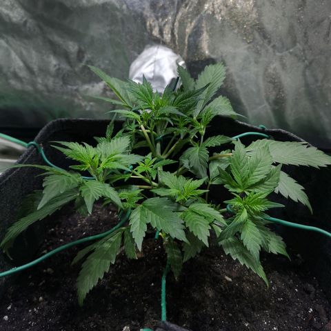 Purple Punch Auto  growlog photo: Added more Gaia today at a 70/30 veg/boom mix 5 scoops of 70/30 mixed.. waiting on worm castings may or may not use 