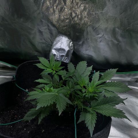 Purple Punch Auto  growlog photo: Added more Gaia today at a 70/30 veg/boom mix 5 scoops of 70/30 mixed.. waiting on worm castings may or may not use 