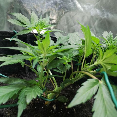 Purple Punch Auto  growlog photo: Added more Gaia today at a 70/30 veg/boom mix 5 scoops of 70/30 mixed.. waiting on worm castings may or may not use 