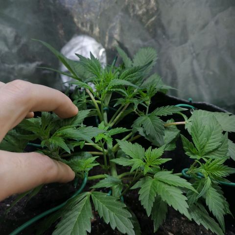 Purple Punch Auto  growlog photo: Added more Gaia today at a 70/30 veg/boom mix 5 scoops of 70/30 mixed.. waiting on worm castings may or may not use 