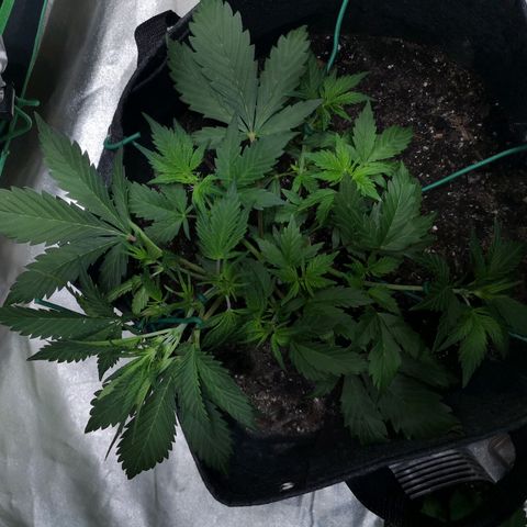 Purple Punch Auto  growlog timeline photo