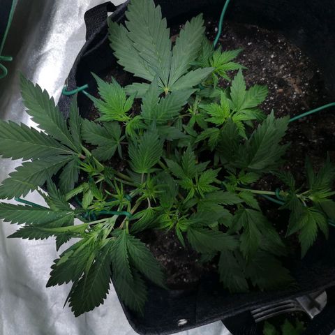 Purple Punch Auto  growlog timeline photo