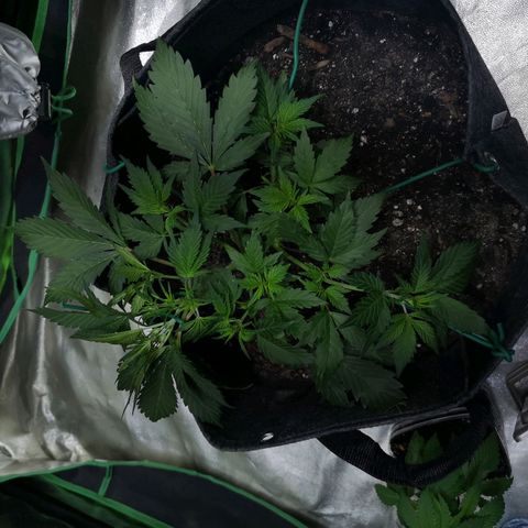 Purple Punch Auto  growlog timeline photo