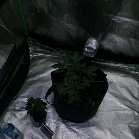 Purple Punch Auto  growlog timeline photo