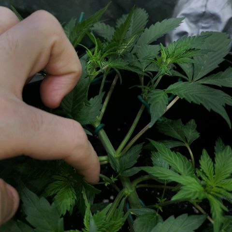 Purple Punch Auto  growlog timeline photo