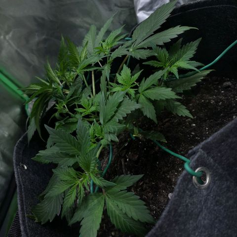 Purple Punch Auto  growlog timeline photo