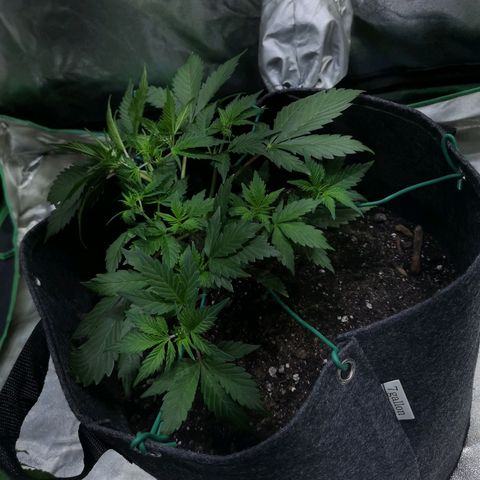 Purple Punch Auto  growlog timeline photo