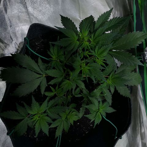Purple Punch Auto  growlog timeline photo