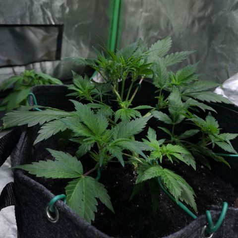 Purple Punch Auto  growlog timeline photo