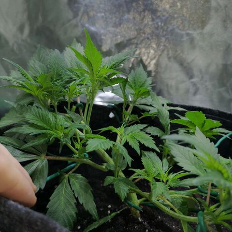 Purple Punch Auto  growlog timeline photo