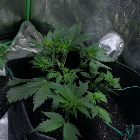 Purple Punch Auto  growlog timeline photo