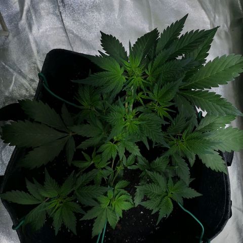 Purple Punch Auto  growlog timeline photo
