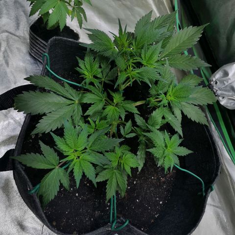 Purple Punch Auto  growlog timeline photo