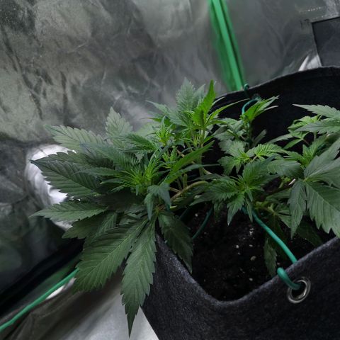 Purple Punch Auto  growlog timeline photo