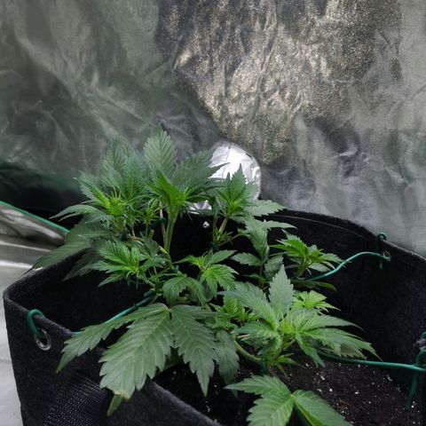 Purple Punch Auto  growlog timeline photo