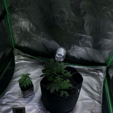 Purple Punch Auto  growlog timeline photo