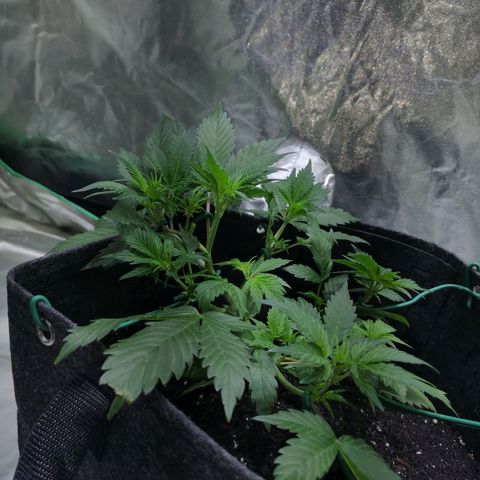 Purple Punch Auto  growlog timeline photo