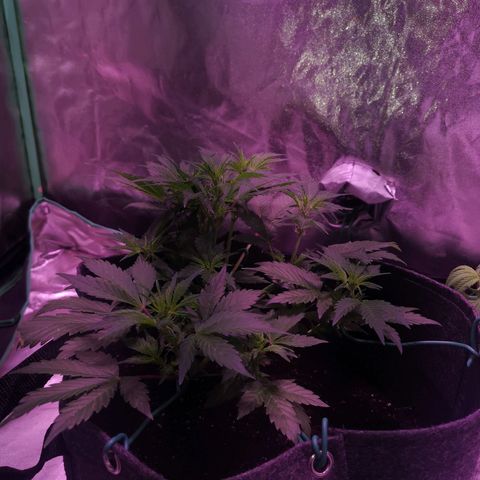 Purple Punch Auto  growlog timeline photo