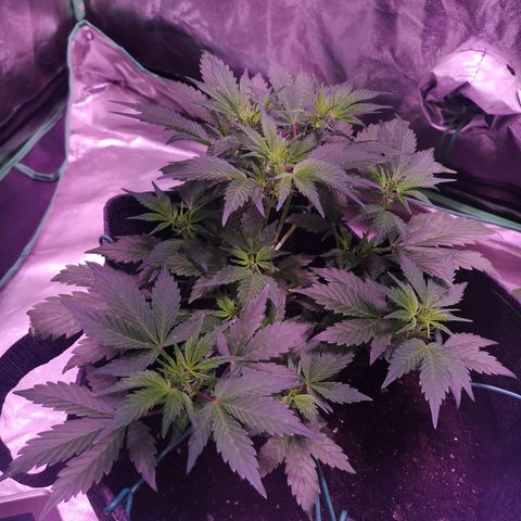 Purple Punch Auto  growlog timeline photo