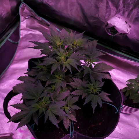 Purple Punch Auto  growlog timeline photo