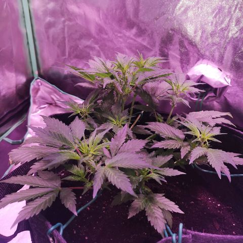 Purple Punch Auto  growlog timeline photo