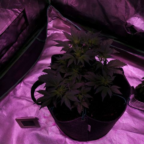 Purple Punch Auto  growlog timeline photo